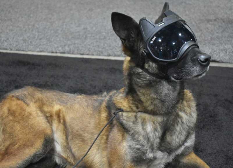 Dog Goggles With A Video Camera in Them? Yep, Rex Specs Does That - SHOT Show 2019 Dog Goggles With A Video Camera in Them? Yep, Rex Specs Does That - SHOT Show 2019