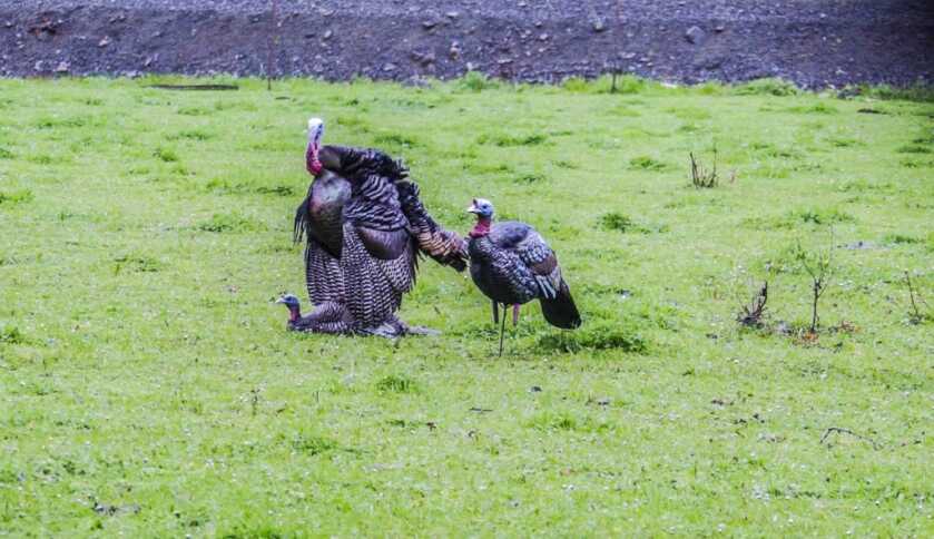 Turkey Hunting: What’s In Your Pack? Turkey Hunting: What’s In Your Pack?