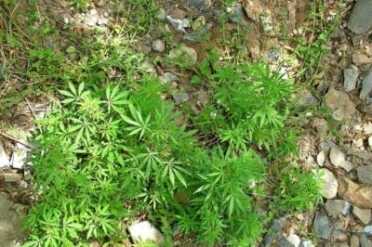 Bill Would Legalize Gun Ownership for Medical Marijuana Users Bill Would Legalize Gun Ownership for Medical Marijuana Users