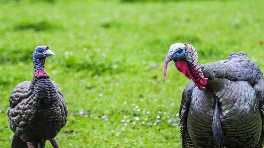 Turkey Hunting: What’s In Your Pack? Turkey Hunting: What’s In Your Pack?