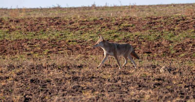 Springtime Coyote Strategies Springtime Coyote Strategies