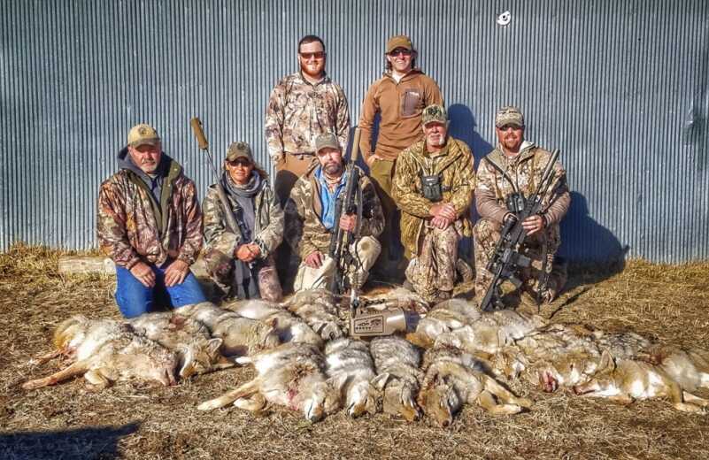 Springtime Coyote Strategies Springtime Coyote Strategies