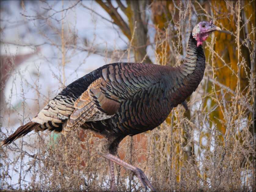 3rd Grader In PA Kills Her First Tom Before Dad 3rd Grader In PA Kills Her First Tom Before Dad