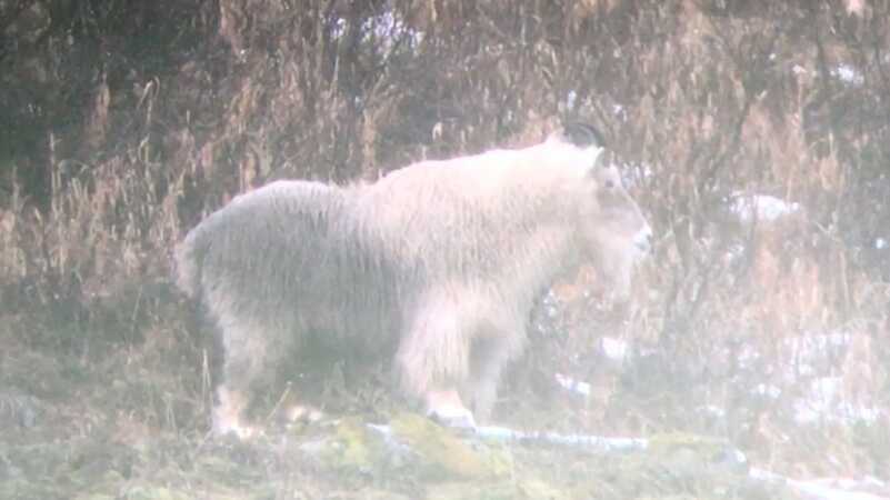 Alaskan Mountain Goat Hunt: Cold, Wet and Exhausted Alaskan Mountain Goat Hunt: Cold, Wet and Exhausted