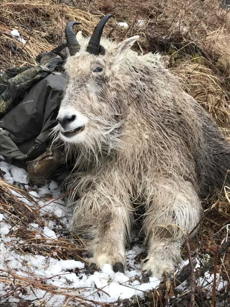 Alaskan Mountain Goat Hunt: Cold, Wet and Exhausted Alaskan Mountain Goat Hunt: Cold, Wet and Exhausted