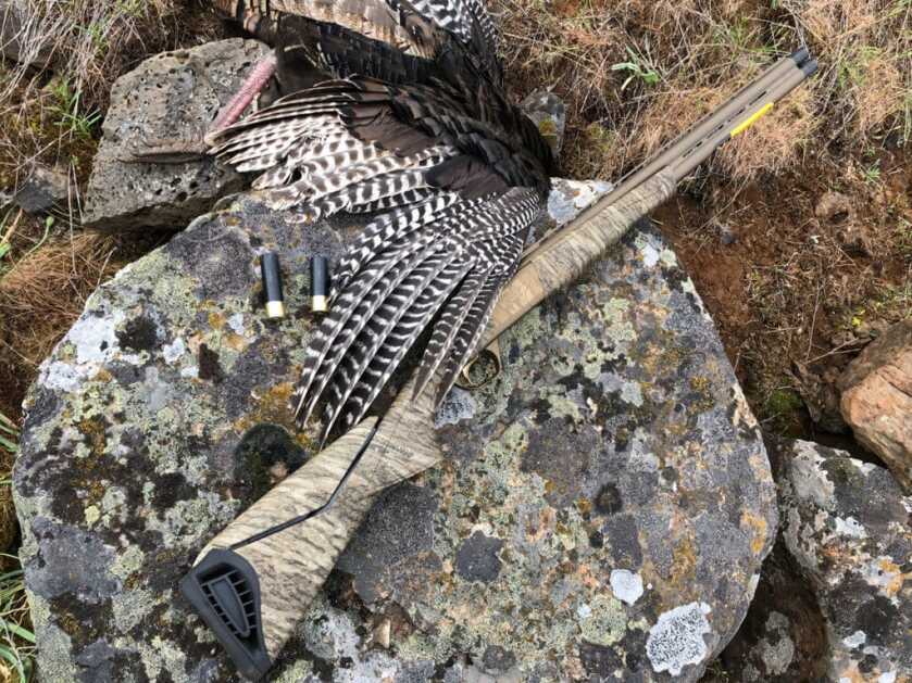 BROWNING AMMO TSS TUNGSTEN TURKEY AMMO REVIEW BROWNING AMMO TSS TUNGSTEN TURKEY AMMO REVIEW