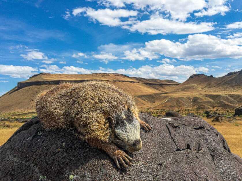 Recipe - Simple Gourmet: Spiced Braised Marmot (Or Other Small Game) Recipe - Simple Gourmet: Spiced Braised Marmot (Or Other Small Game)