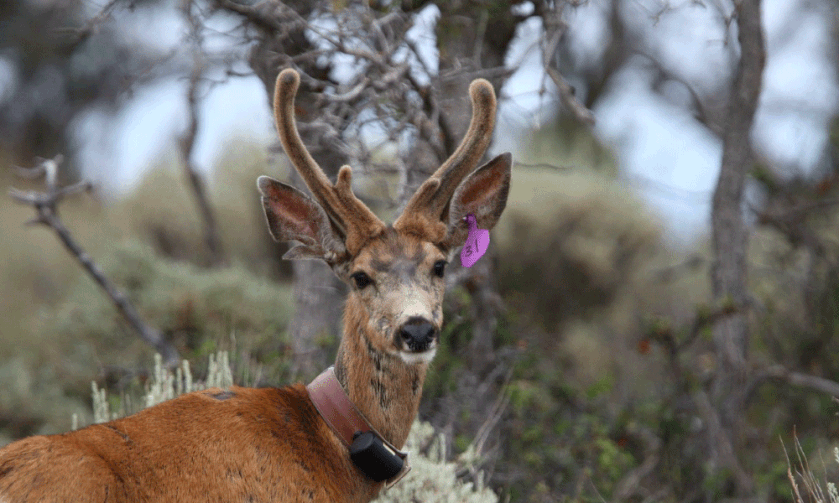Rare Antlered Doe in Utah Uses Abnormality to Survive Rare Antlered Doe in Utah Uses Abnormality to Survive