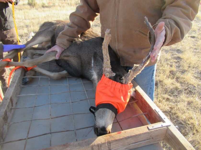 Rare Antlered Doe in Utah Uses Abnormality to Survive Rare Antlered Doe in Utah Uses Abnormality to Survive