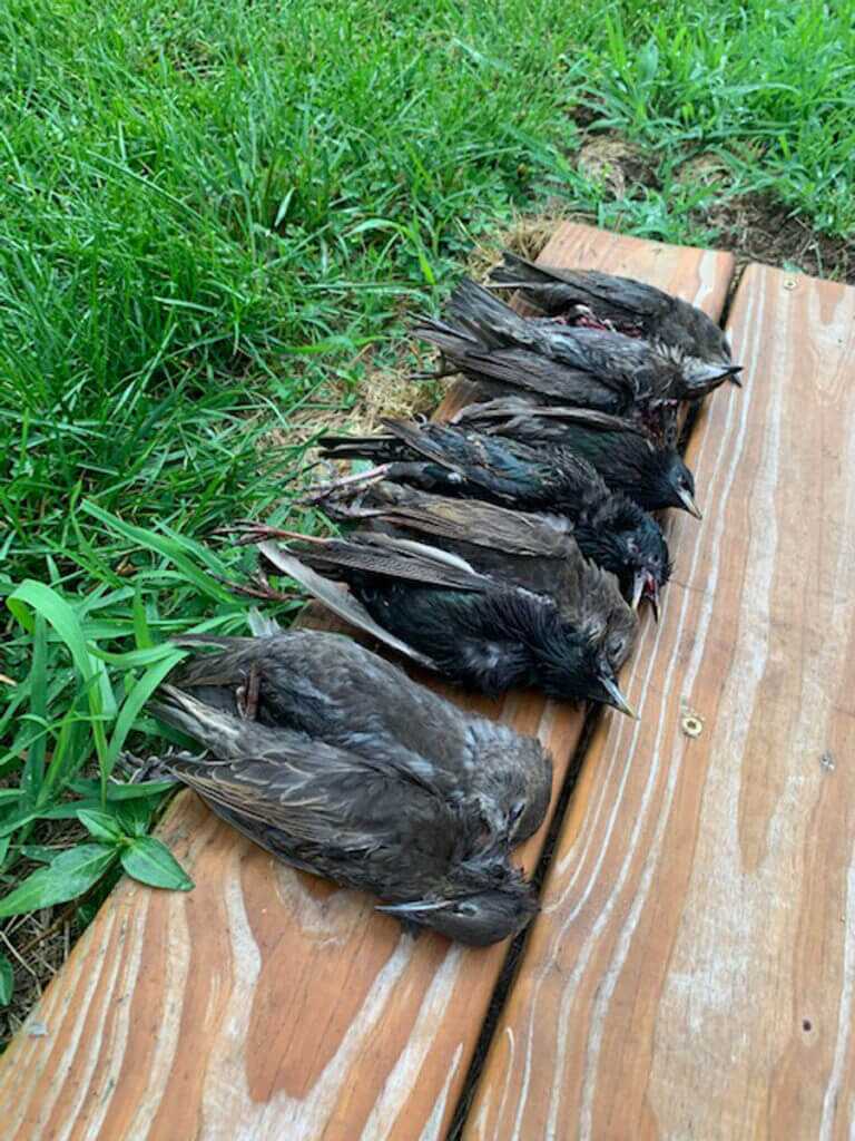 Summertime Starlings - Hone Your Hunting On An Invasive Species Summertime Starlings - Hone Your Hunting On An Invasive Species