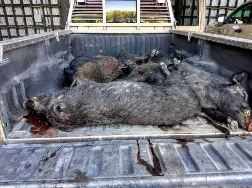 Hunting with The New 350 Legend Cartridge: Bye, Bye 300 Blackout? Hunting with The New 350 Legend Cartridge: Bye, Bye 300 Blackout?