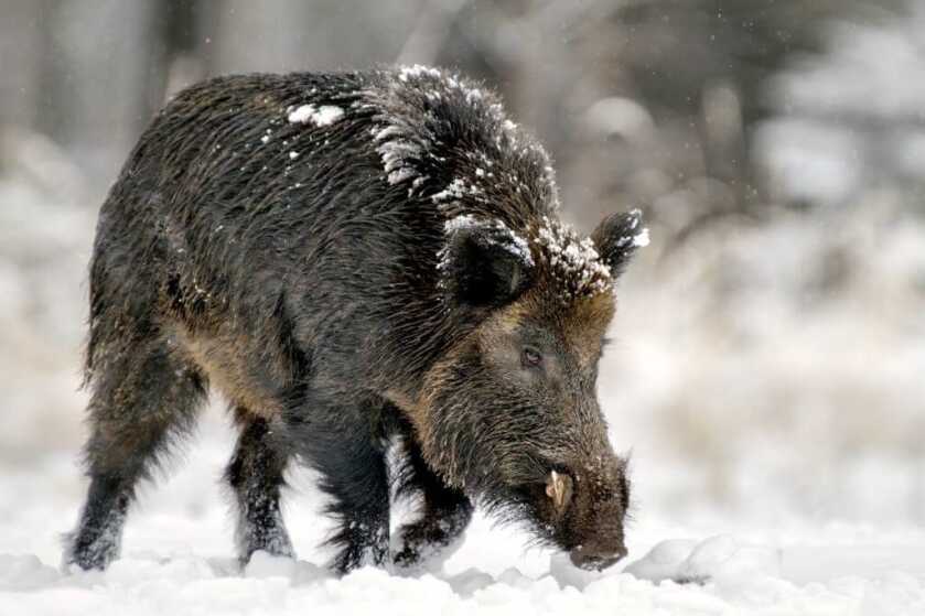Italian Poacher Shot, Killed by Son on Boar Hunt Italian Poacher Shot, Killed by Son on Boar Hunt
