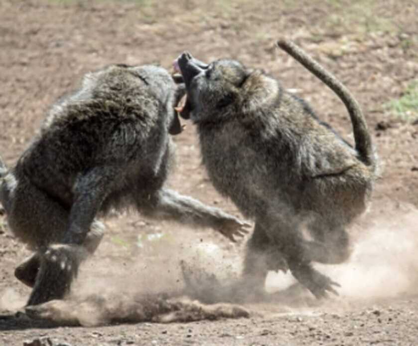 Killer Baboons: Peter Capstick’s MAC-10 Submachine Gun Killer Baboons: Peter Capstick’s MAC-10 Submachine Gun