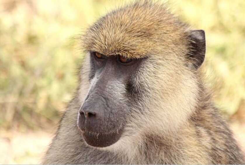 Killer Baboons: Peter Capstick’s MAC-10 Submachine Gun Killer Baboons: Peter Capstick’s MAC-10 Submachine Gun