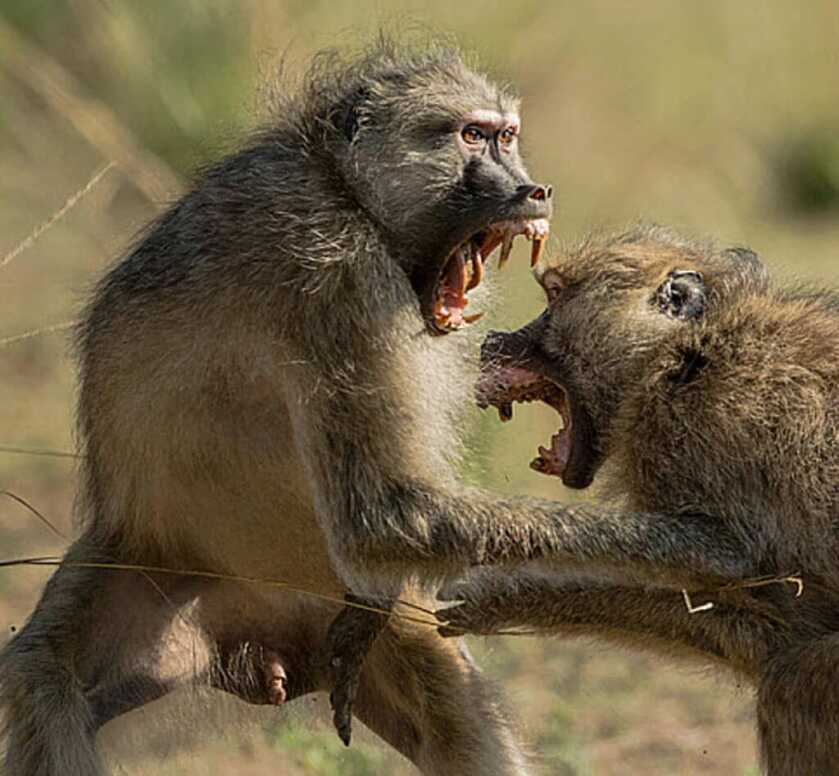 Killer Baboons: Peter Capstick’s MAC-10 Submachine Gun Killer Baboons: Peter Capstick’s MAC-10 Submachine Gun