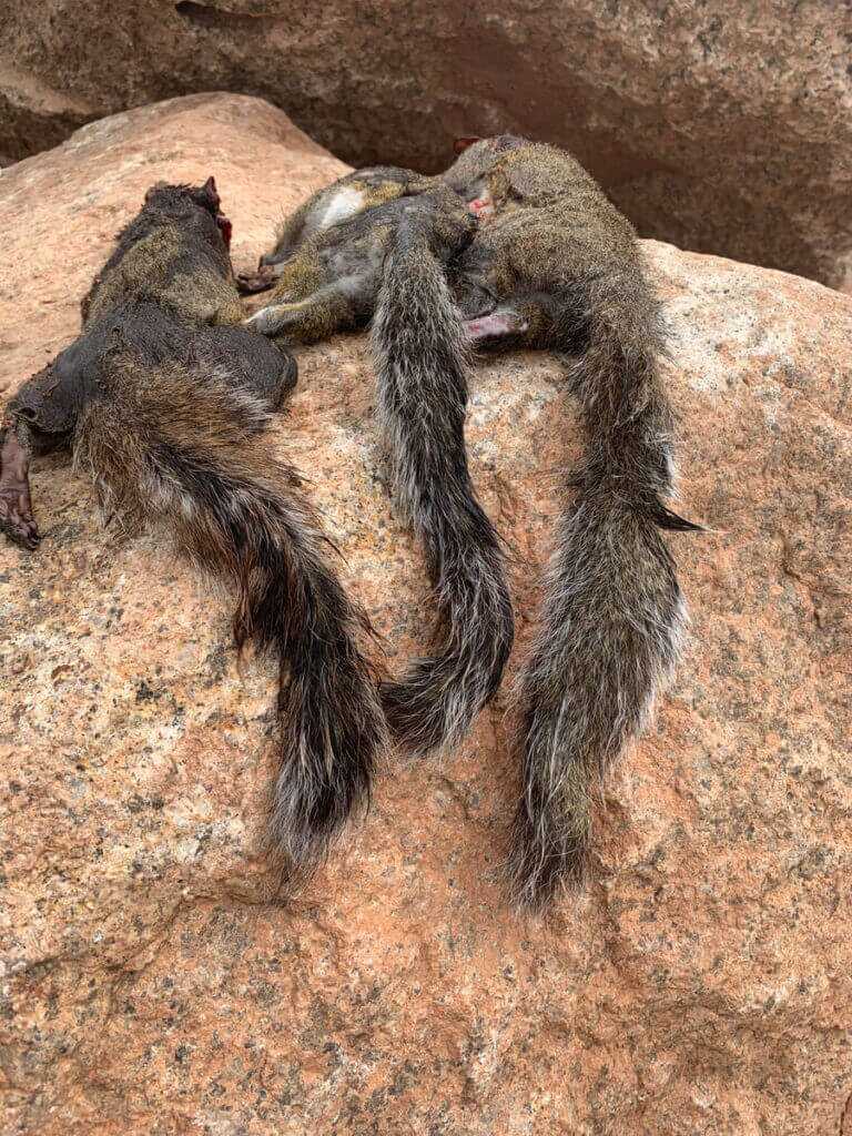 Squirrel Hunting - How to Do It Squirrel Hunting - How to Do It