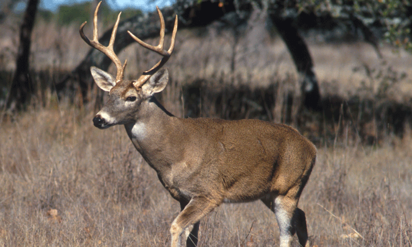 National Deer Association Welcomes Introduction of the North American Grasslands Conservation Act National Deer Association Welcomes Introduction of the North American Grasslands Conservation Act