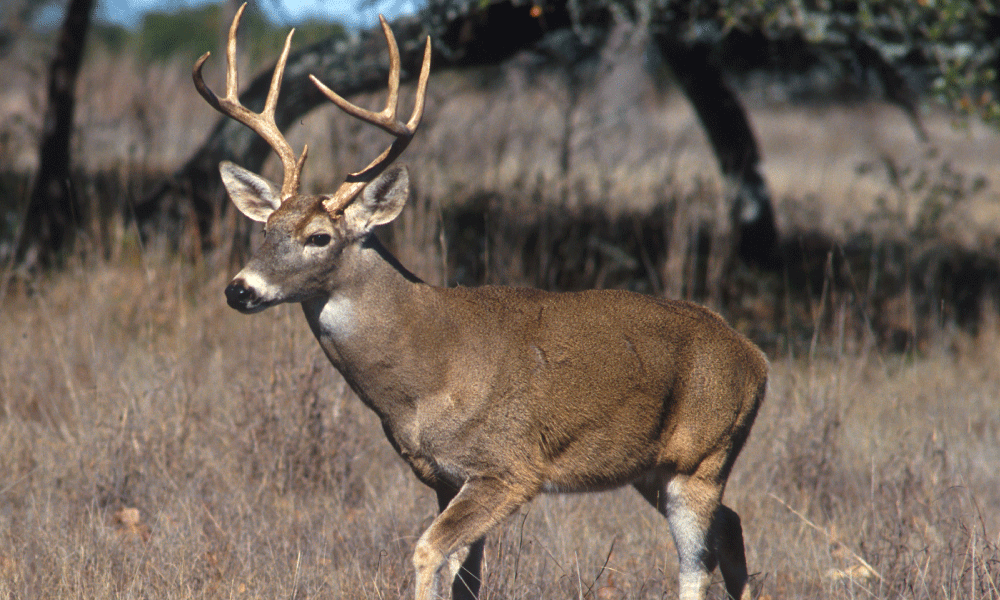 Arkansas Hunter Gored by Buck, Later Dies at Hospital Arkansas Hunter Gored by Buck, Later Dies at Hospital