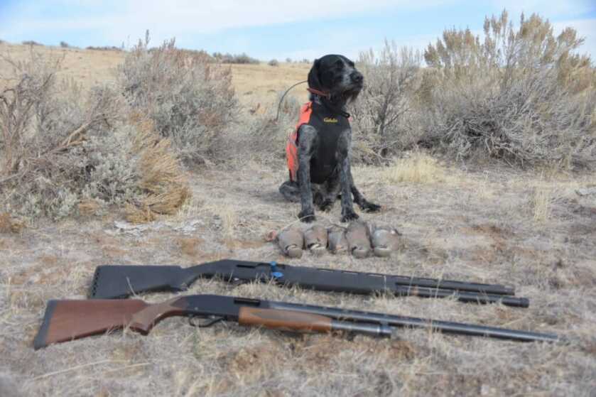 Stoeger M3K Freedom Series 3-Gun Shotgun: A Competition Ready Budget Option Stoeger M3K Freedom Series 3-Gun Shotgun: A Competition Ready Budget Option