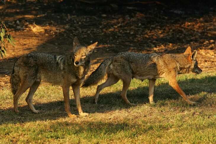 Calling All Coyotes: MFK Game Calls Calling All Coyotes: MFK Game Calls