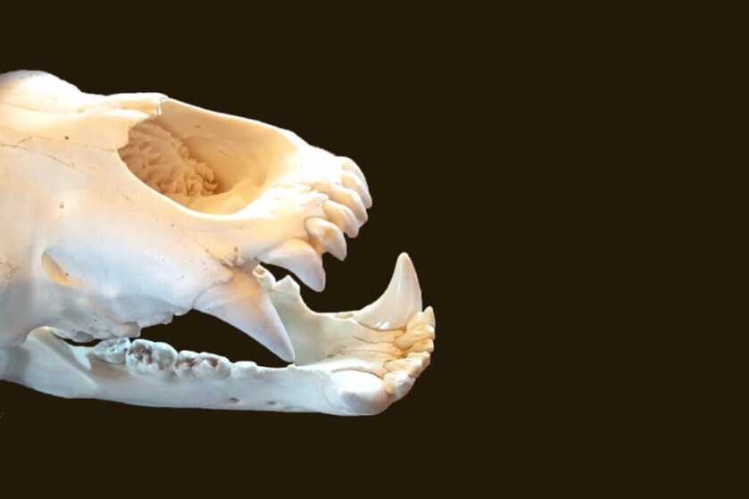 Stopping A Bear Attack: Bear Defense is More Difficult Than You Think Stopping A Bear Attack: Bear Defense is More Difficult Than You Think