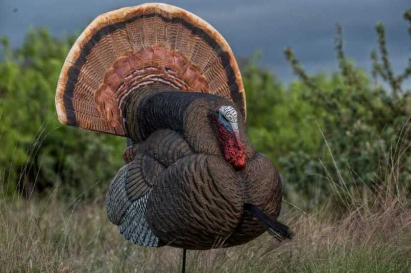 Review: Flambeau King Strutter Decoy Review: Flambeau King Strutter Decoy