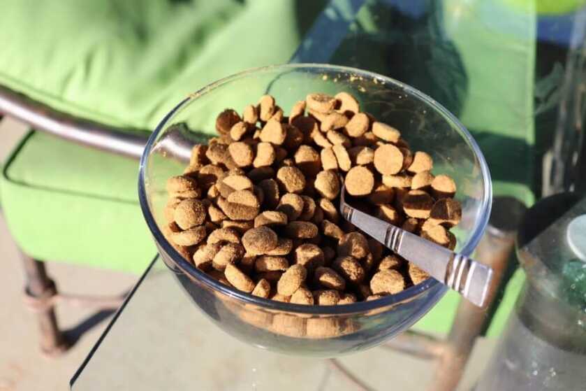Clay on Survival Foods for COVID-19 Crisis (How to Avoid Eating Your Pets) Clay on Survival Foods for COVID-19 Crisis (How to Avoid Eating Your Pets)
