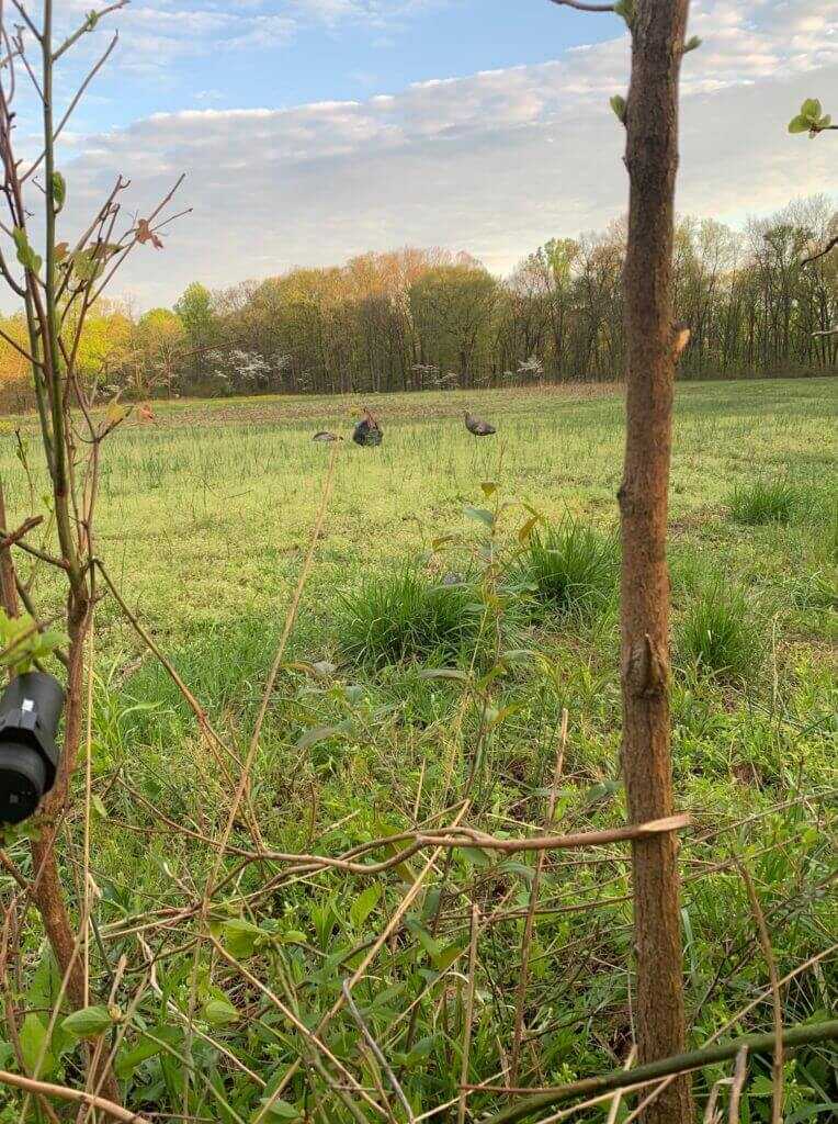 Eastern Turkey Hunt Eastern Turkey Hunt