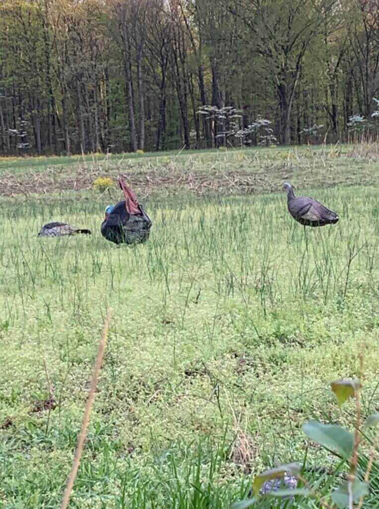 Eastern Turkey Hunt Eastern Turkey Hunt