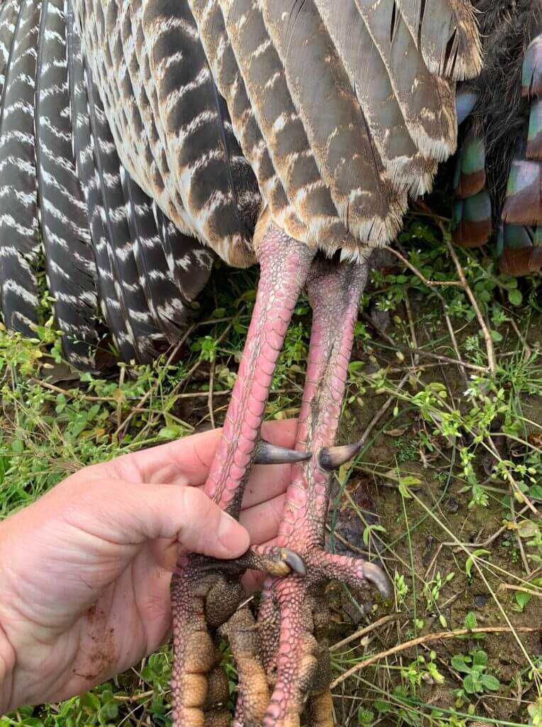 Eastern Turkey Hunt Eastern Turkey Hunt