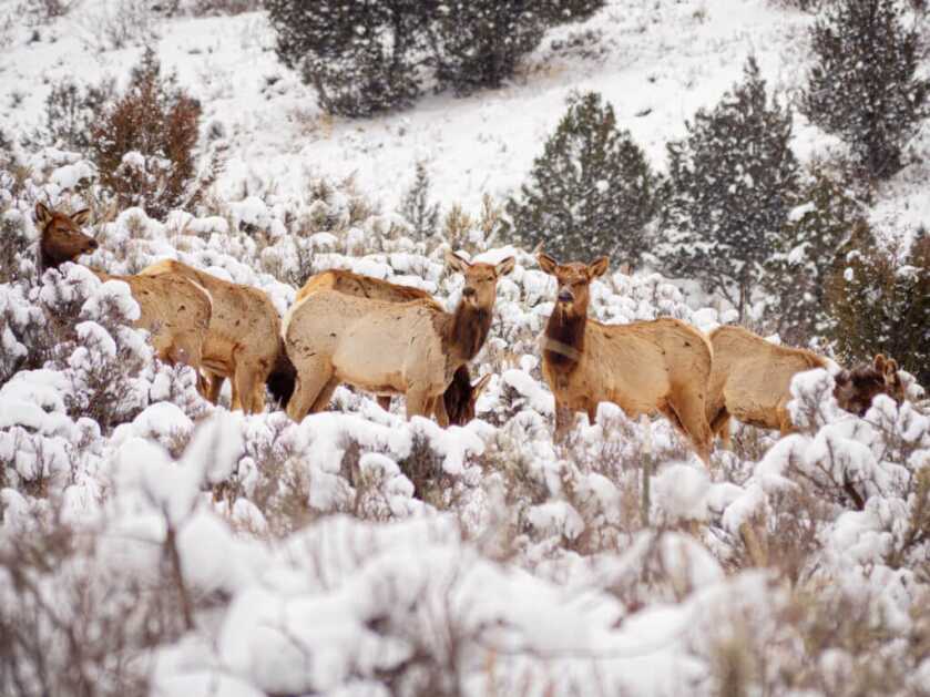 206 Elk Killed By Idaho Fish & Game: What's Going On? 206 Elk Killed By Idaho Fish & Game: What's Going On?