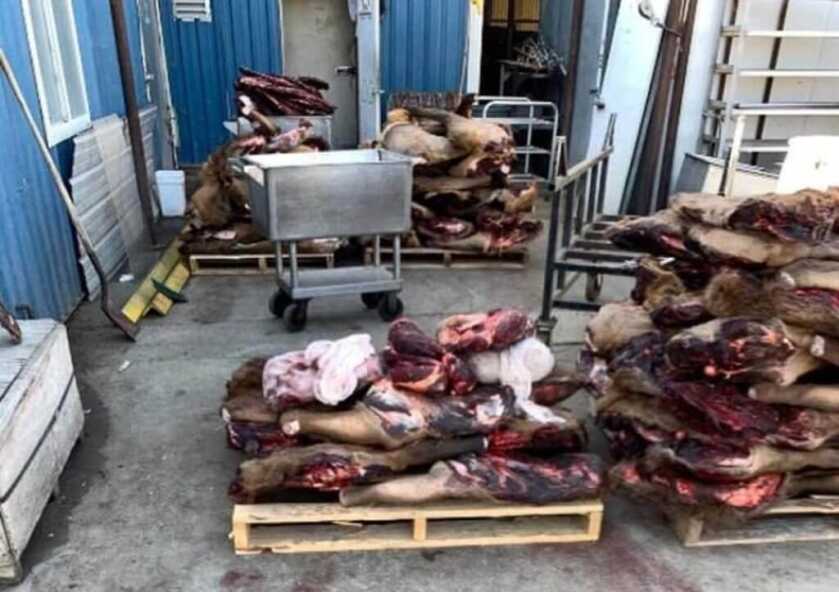 206 Elk Killed By Idaho Fish & Game: What's Going On? 206 Elk Killed By Idaho Fish & Game: What's Going On?