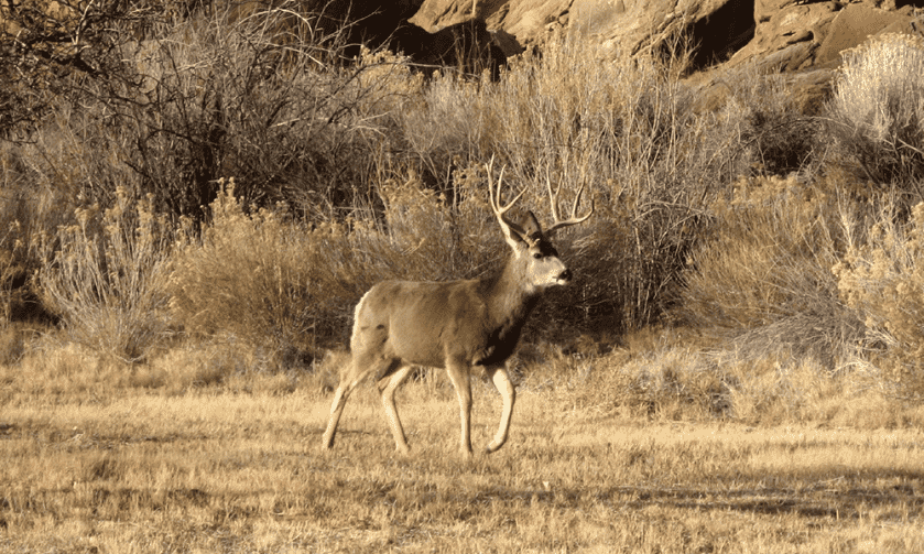 Utah Recommends Cutting Buck Permits by 9,000 for 2020 Utah Recommends Cutting Buck Permits by 9,000 for 2020