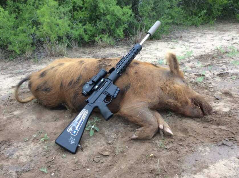 Taking Hogs: Exit Wounds