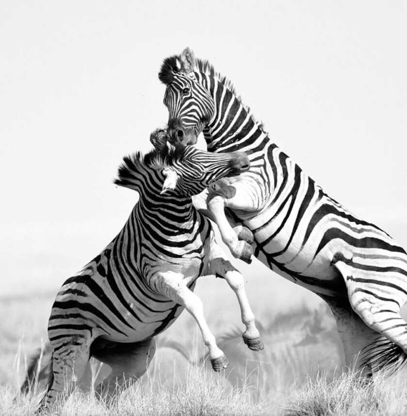 The Tiny Pocket-Sized North American Arms Zebra Killer The Tiny Pocket-Sized North American Arms Zebra Killer