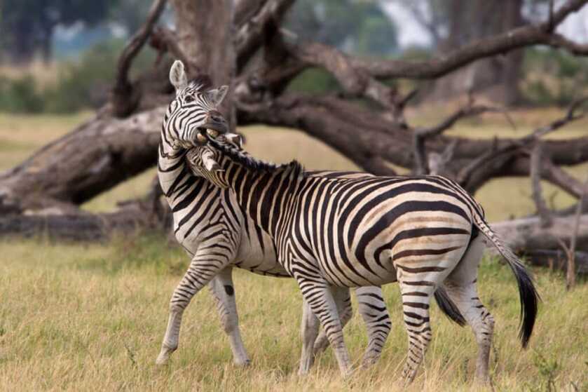 The Tiny Pocket-Sized North American Arms Zebra Killer The Tiny Pocket-Sized North American Arms Zebra Killer