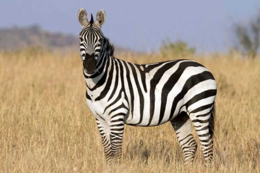 The Tiny Pocket-Sized North American Arms Zebra Killer The Tiny Pocket-Sized North American Arms Zebra Killer