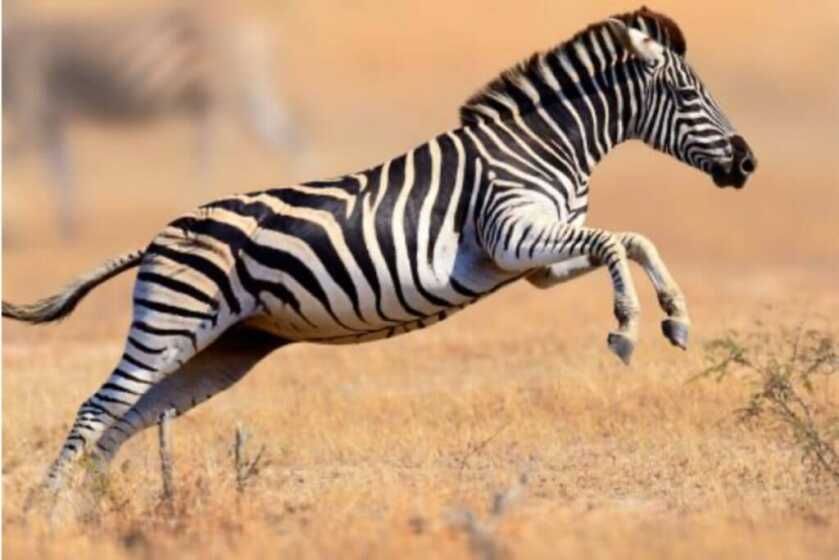 The Tiny Pocket-Sized North American Arms Zebra Killer The Tiny Pocket-Sized North American Arms Zebra Killer