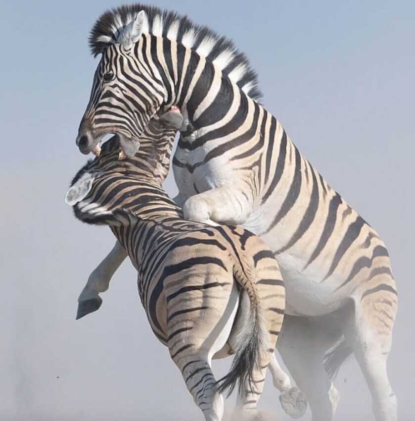 The Tiny Pocket-Sized North American Arms Zebra Killer The Tiny Pocket-Sized North American Arms Zebra Killer