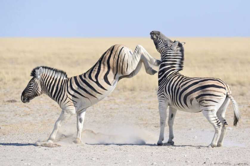 The Tiny Pocket-Sized North American Arms Zebra Killer The Tiny Pocket-Sized North American Arms Zebra Killer