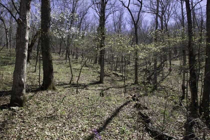 Missouri Issues Five Elk Permits for Fall of 2020 Missouri Issues Five Elk Permits for Fall of 2020