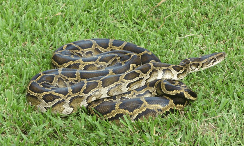 Women Among Most Successful Python Hunters in Florida’s Everglades Women Among Most Successful Python Hunters in Florida’s Everglades