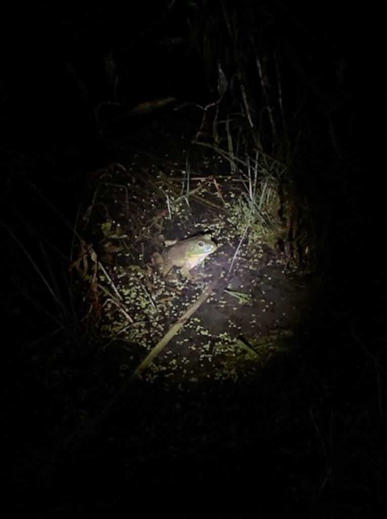 Frog Gigging Frog Gigging