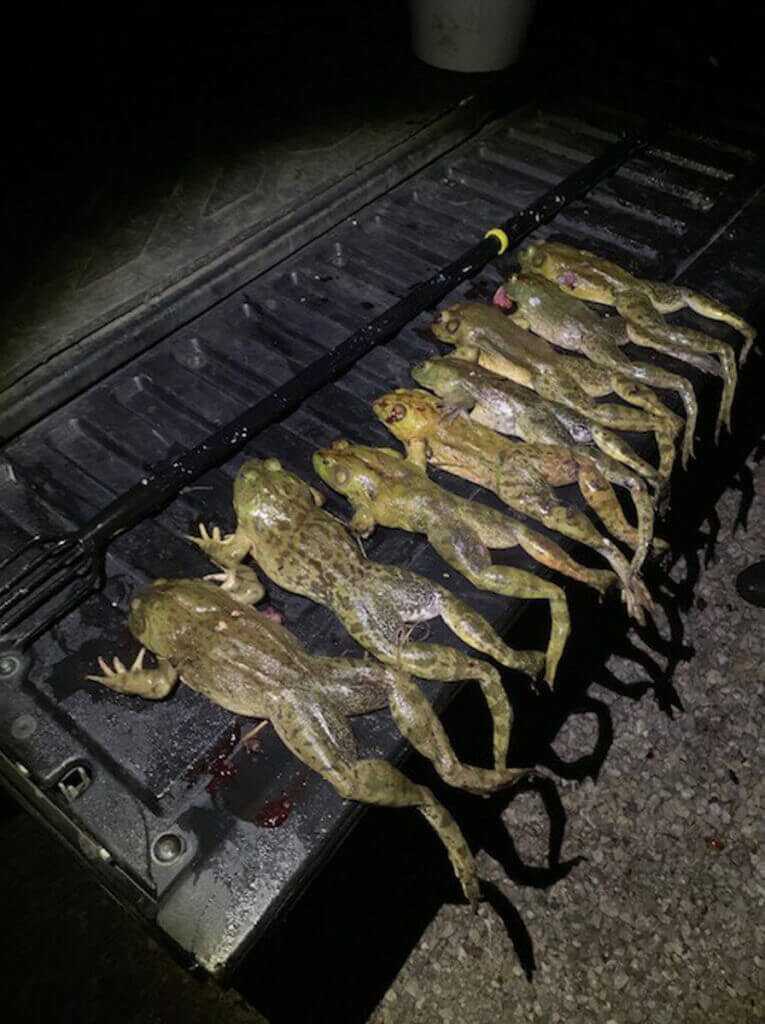 Frog Gigging Frog Gigging