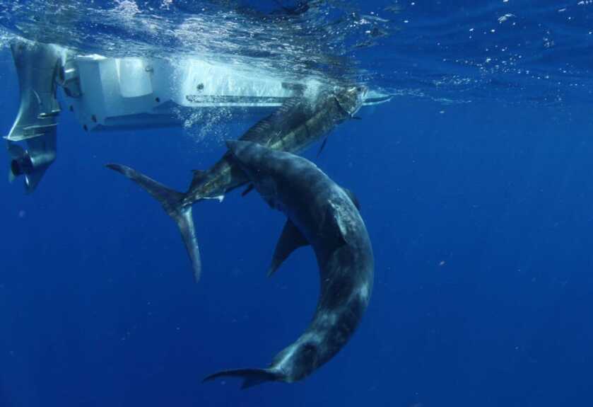 Ernest Hemingway’s Tommy Gun: Full Auto Shark Repellent Ernest Hemingway’s Tommy Gun: Full Auto Shark Repellent