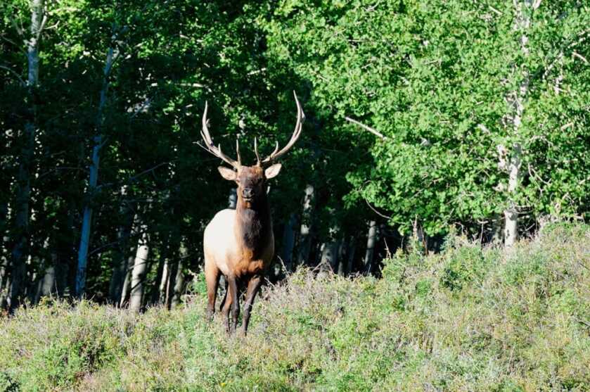 TAKE THE SHOT? A Bull Elk Presents A Difficult Shot Angle To a Young First-Time Elk Hunter - Presented by: Springfield Armory TAKE THE SHOT? A Bull Elk Presents A Difficult Shot Angle To a Young First-Time Elk Hunter - Presented by: Springfield Armory