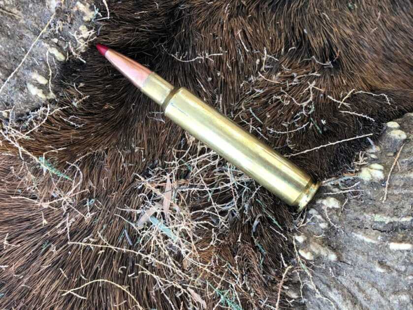 TAKE THE SHOT? A Bull Elk Presents A Difficult Shot Angle To a Young First-Time Elk Hunter - Presented by: Springfield Armory TAKE THE SHOT? A Bull Elk Presents A Difficult Shot Angle To a Young First-Time Elk Hunter - Presented by: Springfield Armory