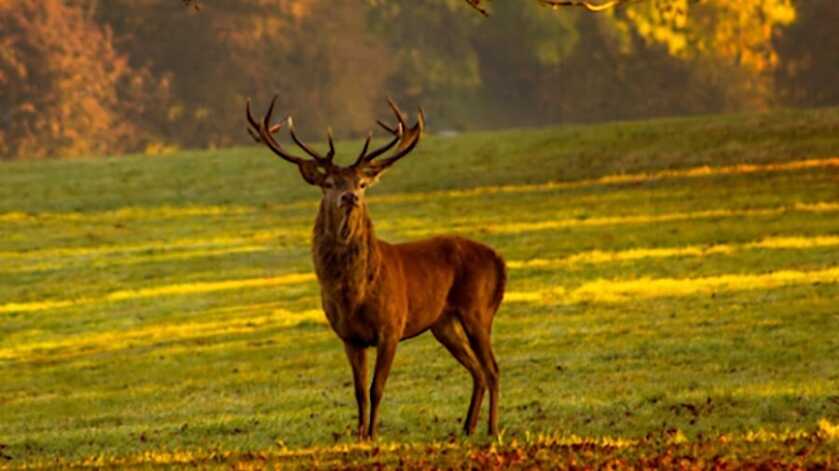 Czech Deer Steals Rifle as Game Becomes More Popular Czech Deer Steals Rifle as Game Becomes More Popular
