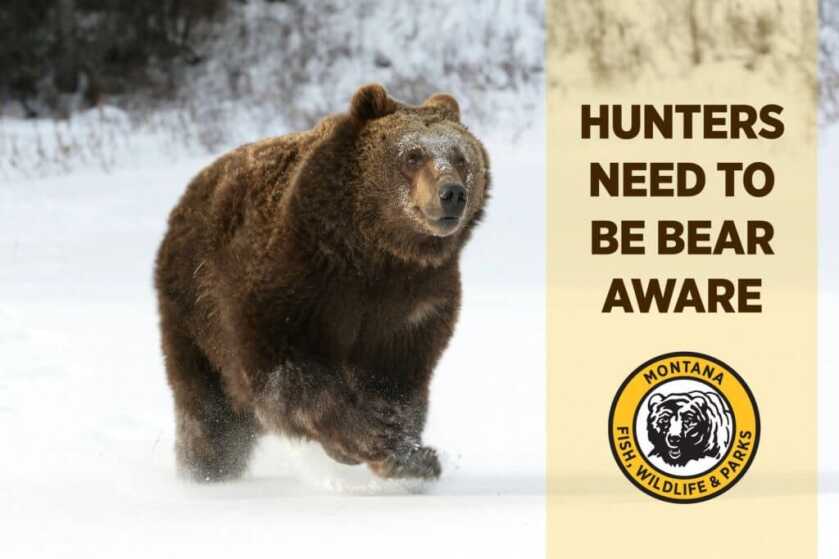 Two Hunters Mauled by a Grizzly in Montana