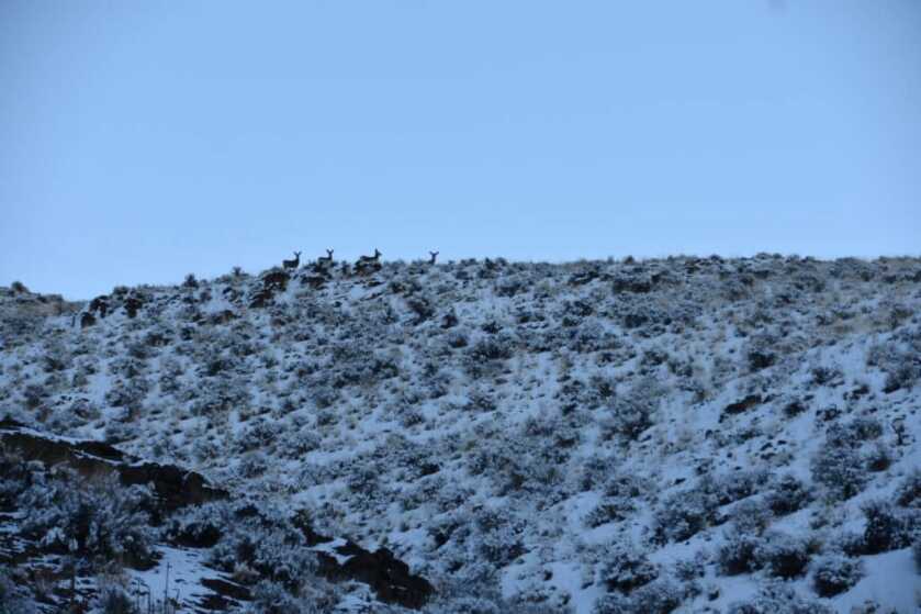 In the Woods: December Archery Deer Hunt in Idaho Part 3 of 3 In the Woods: December Archery Deer Hunt in Idaho Part 3 of 3